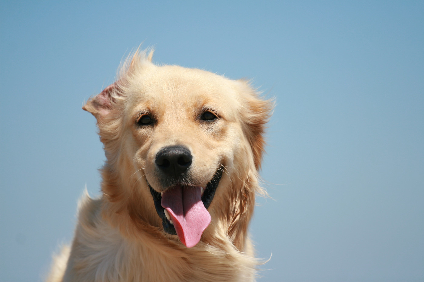 Publication : Du Bois Chenes Tauzains