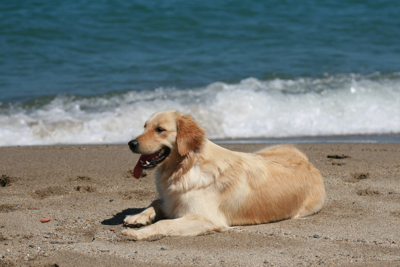 Publication : Du Bois Chenes Tauzains