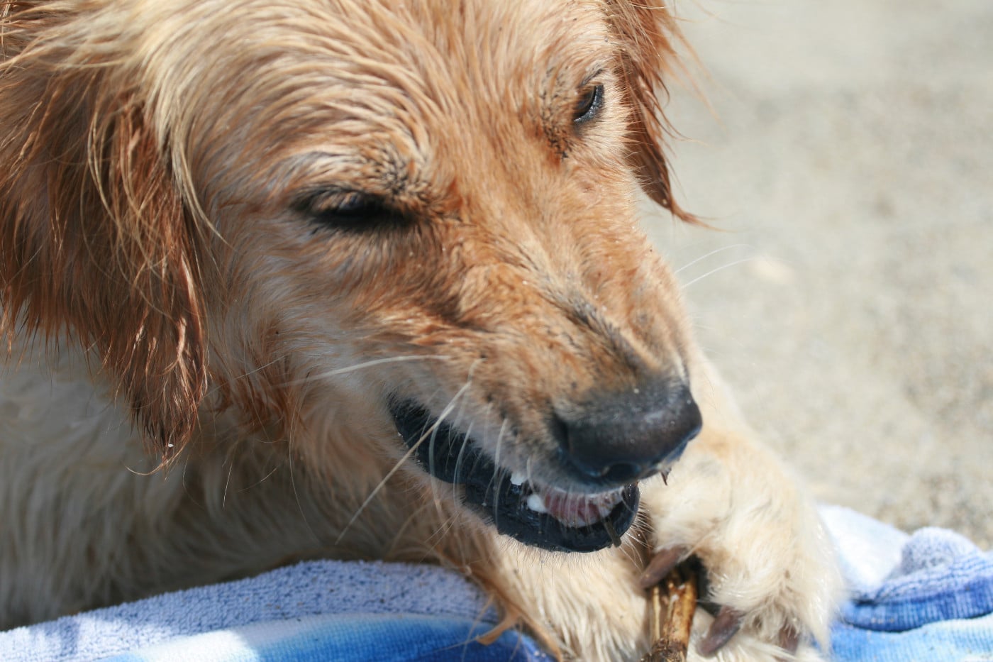 Publication : Du Bois Chenes Tauzains