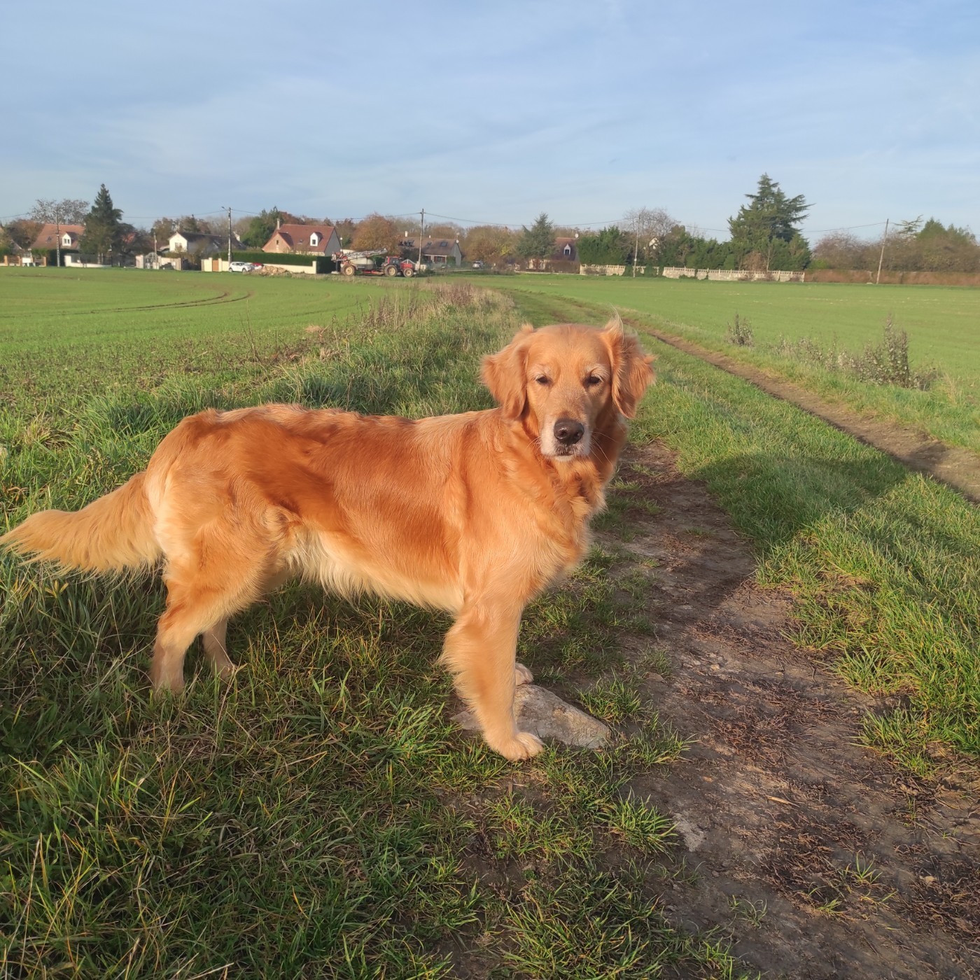 Siena Du Bois Chenes Tauzains