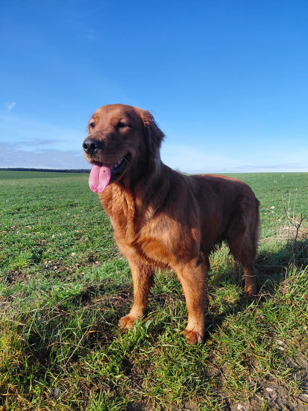 Ariette Du Bois Chenes Tauzains