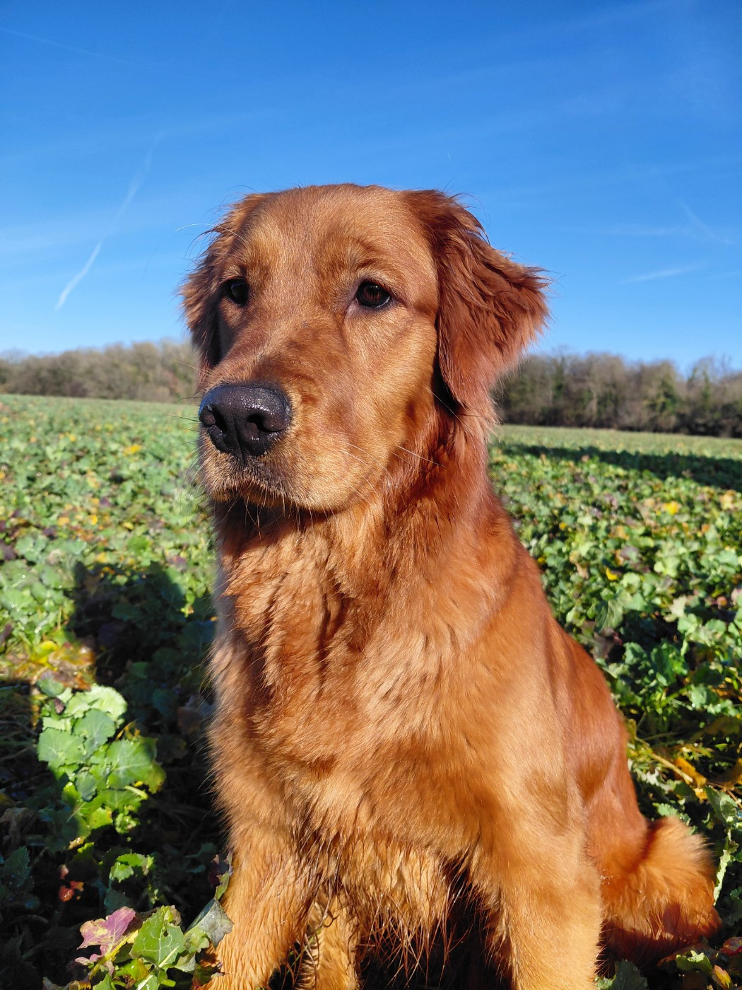 Ariette Du Bois Chenes Tauzains