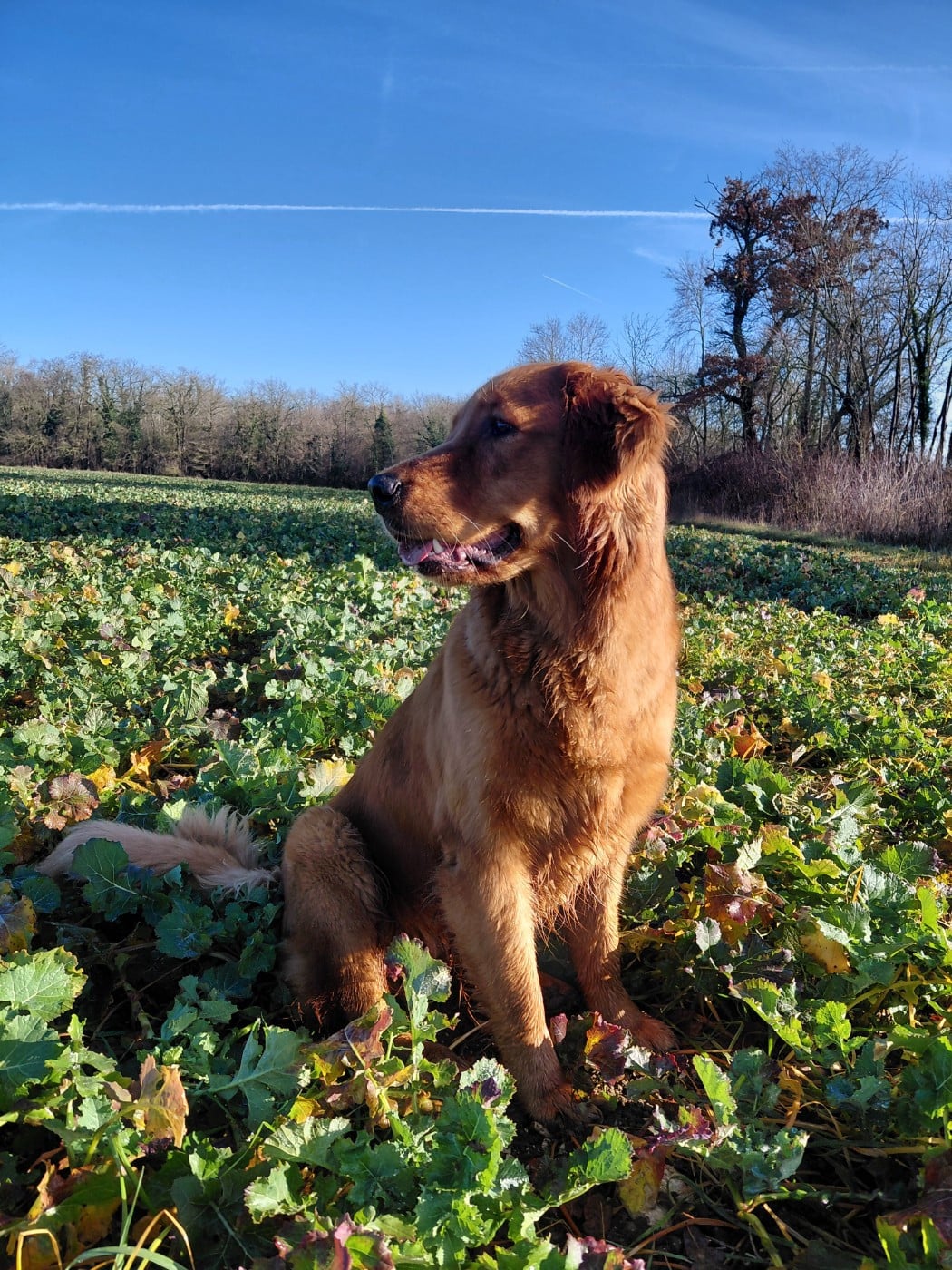 Ariette Du Bois Chenes Tauzains