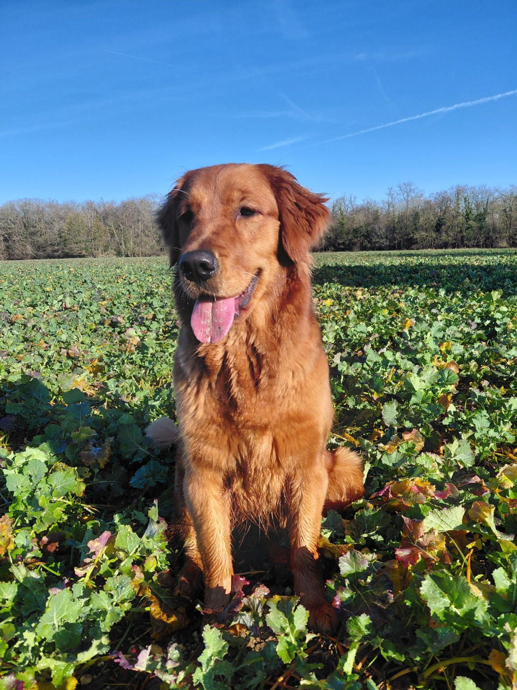 Ariette Du Bois Chenes Tauzains
