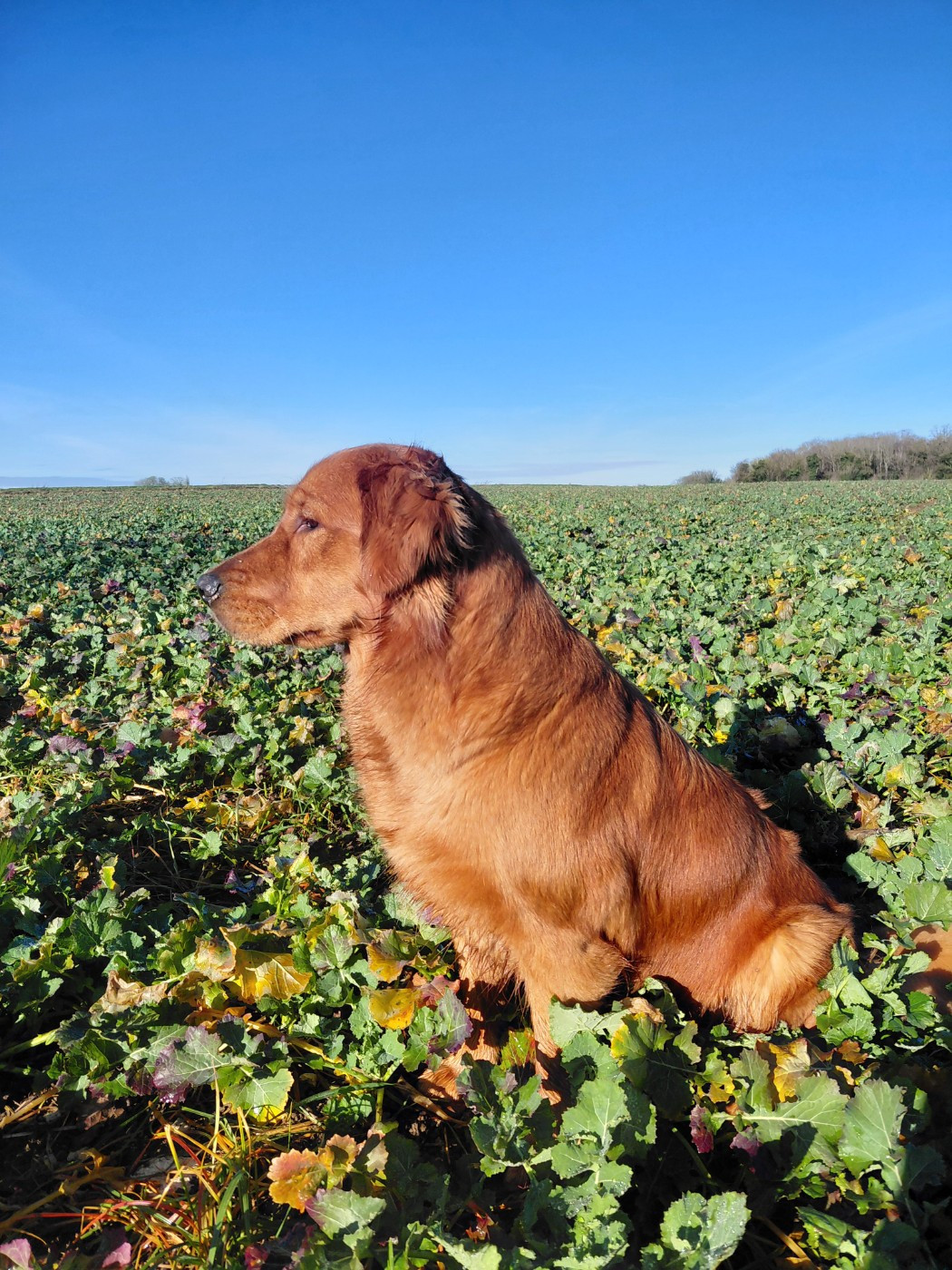 Ariette Du Bois Chenes Tauzains