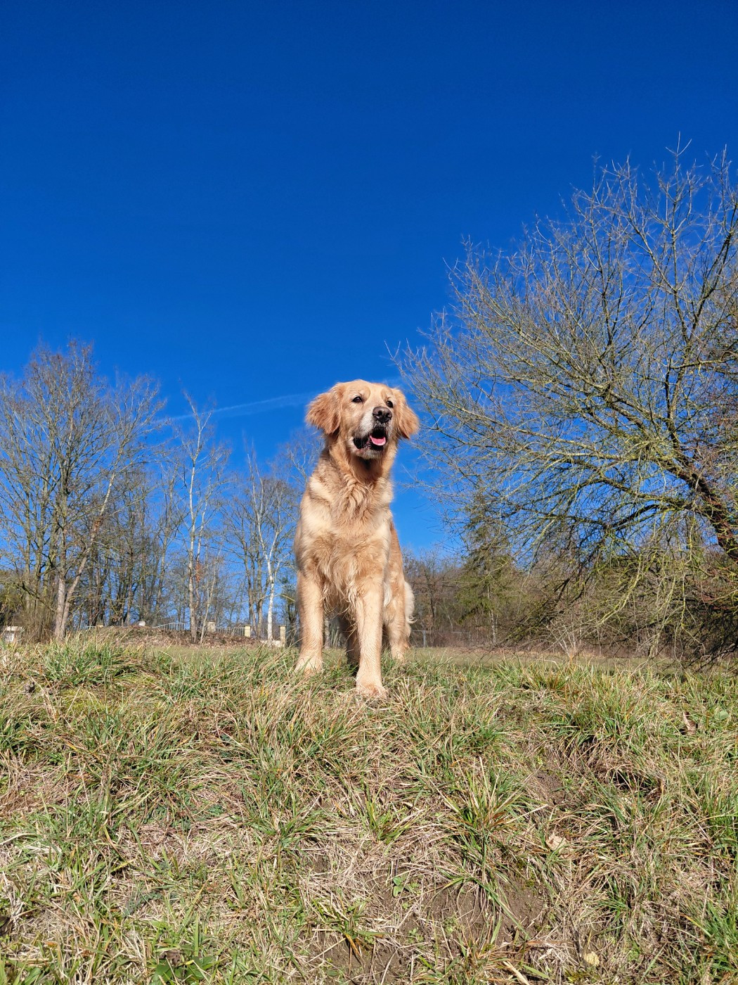 Siena Du Bois Chenes Tauzains