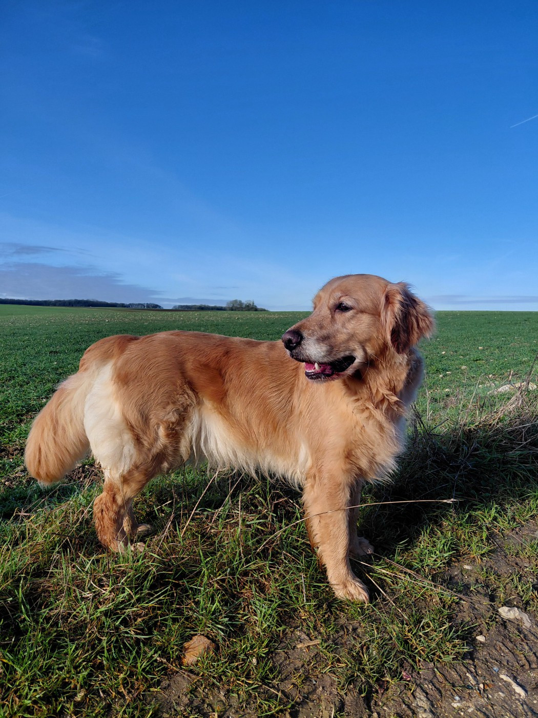 Siena Du Bois Chenes Tauzains