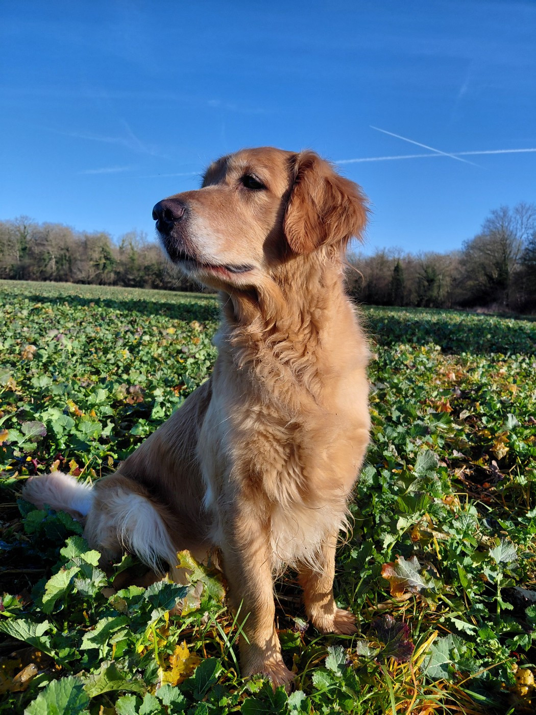 Siena Du Bois Chenes Tauzains