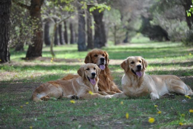 Siena Du Bois Chenes Tauzains