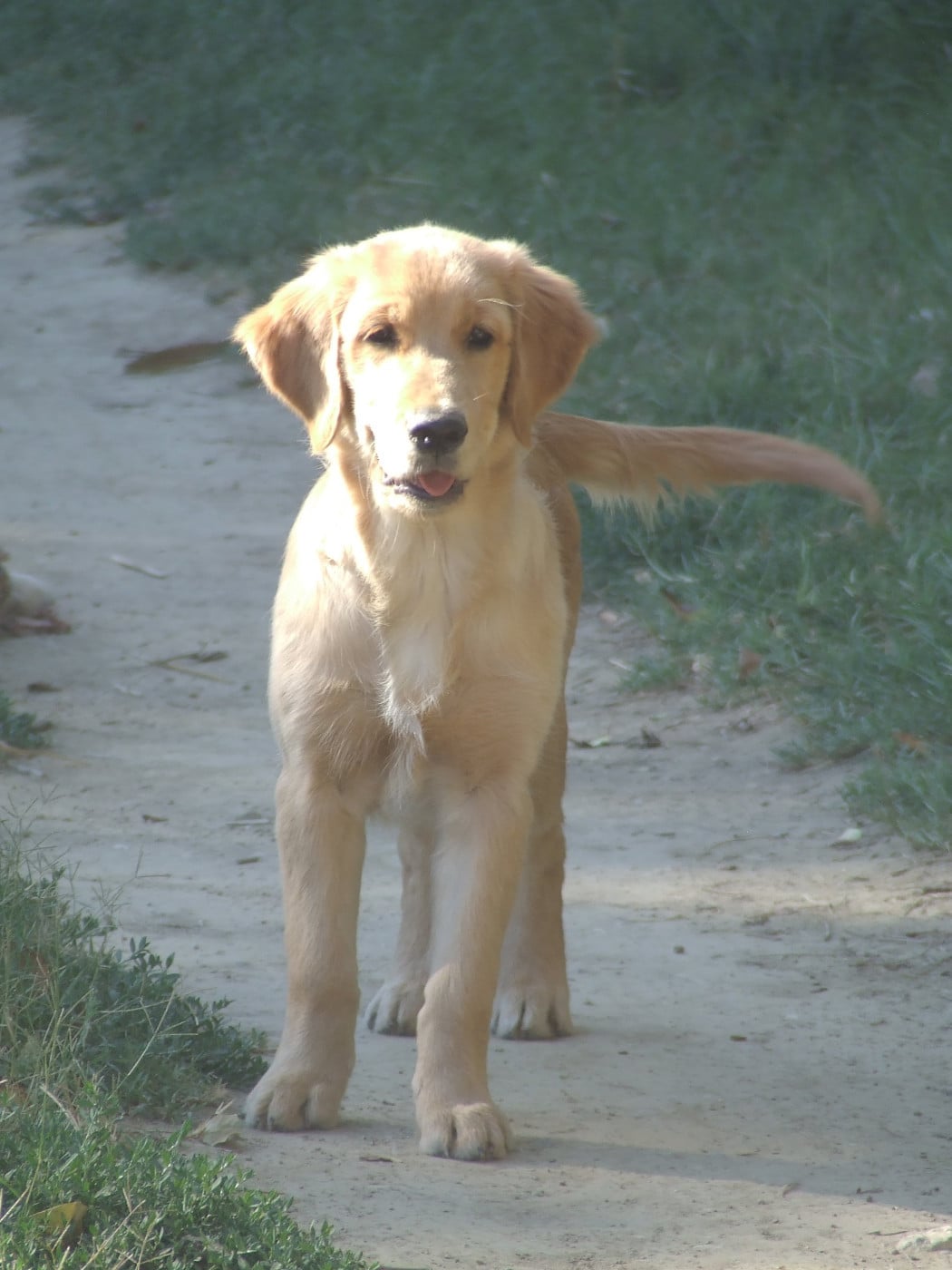 Siena Du Bois Chenes Tauzains