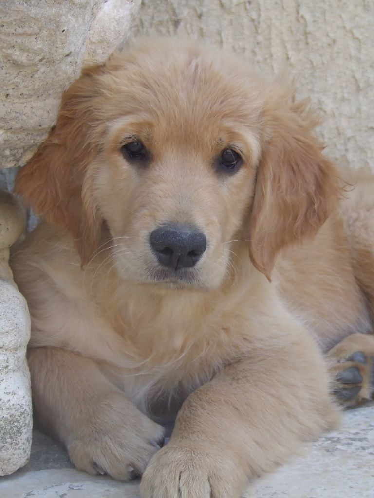 Siena Du Bois Chenes Tauzains