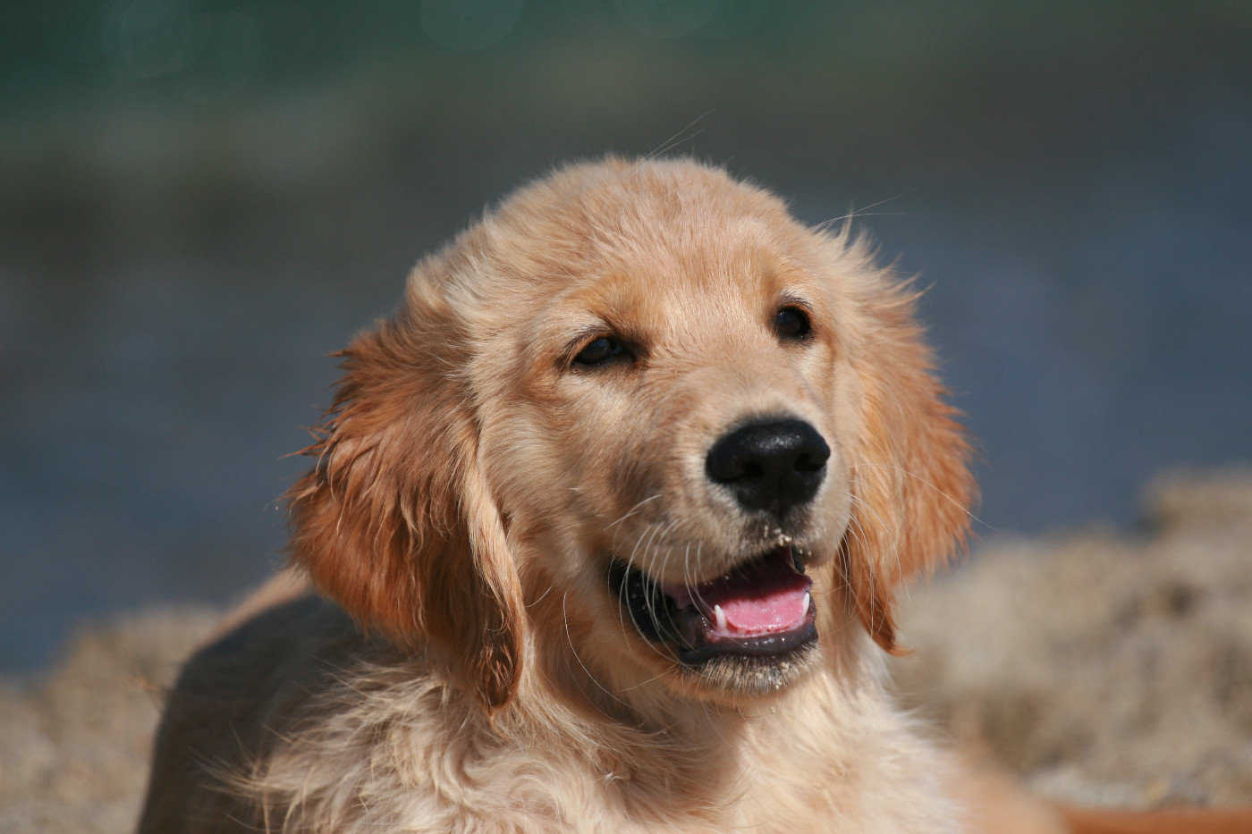 Siena Du Bois Chenes Tauzains