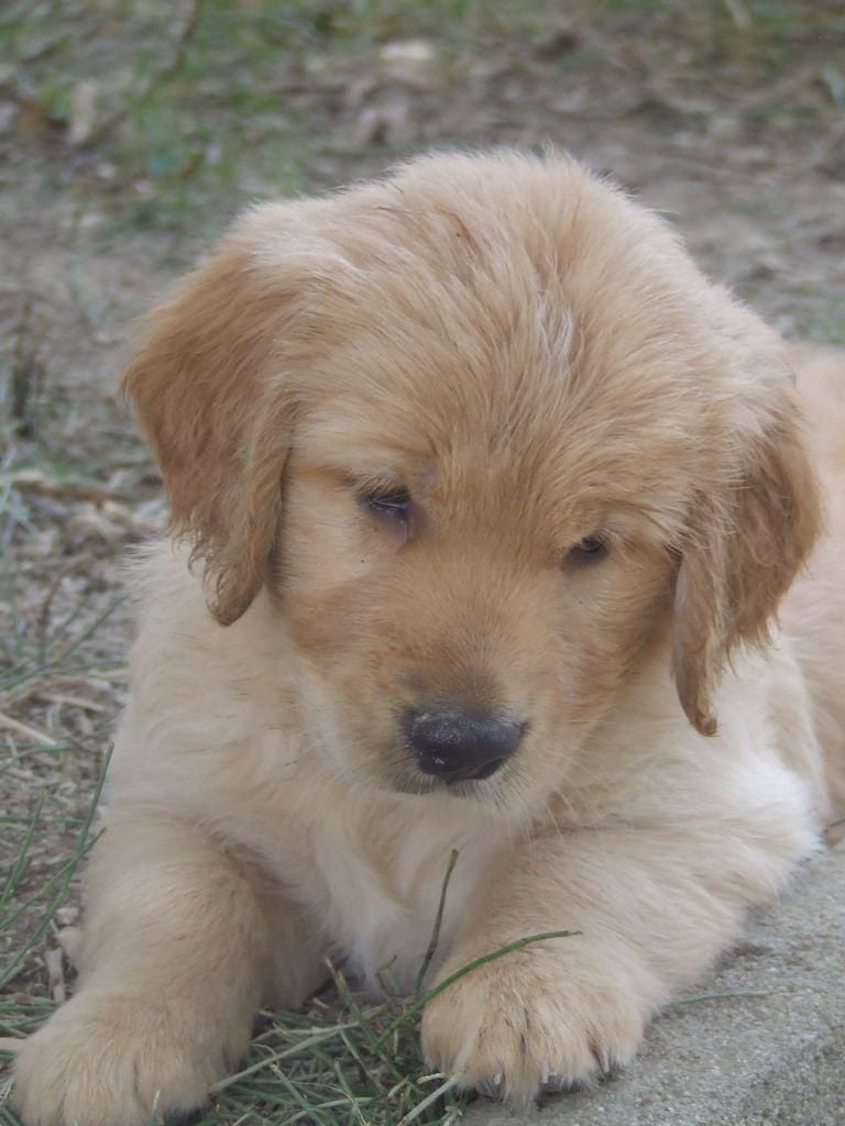 Siena Du Bois Chenes Tauzains