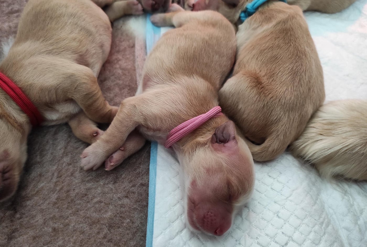 Siena Du Bois Chenes Tauzains