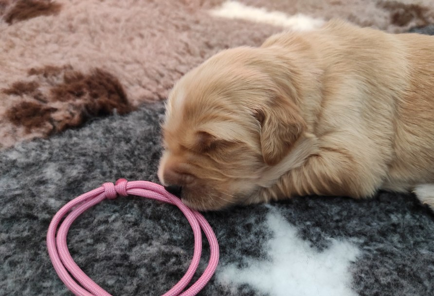 Siena Du Bois Chenes Tauzains