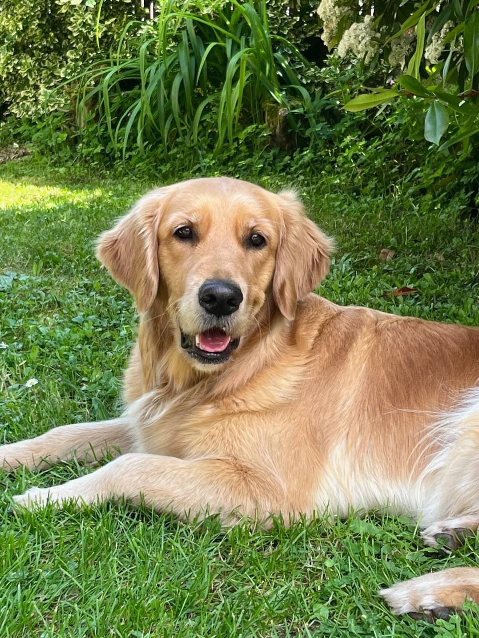 Siena Du Bois Chenes Tauzains