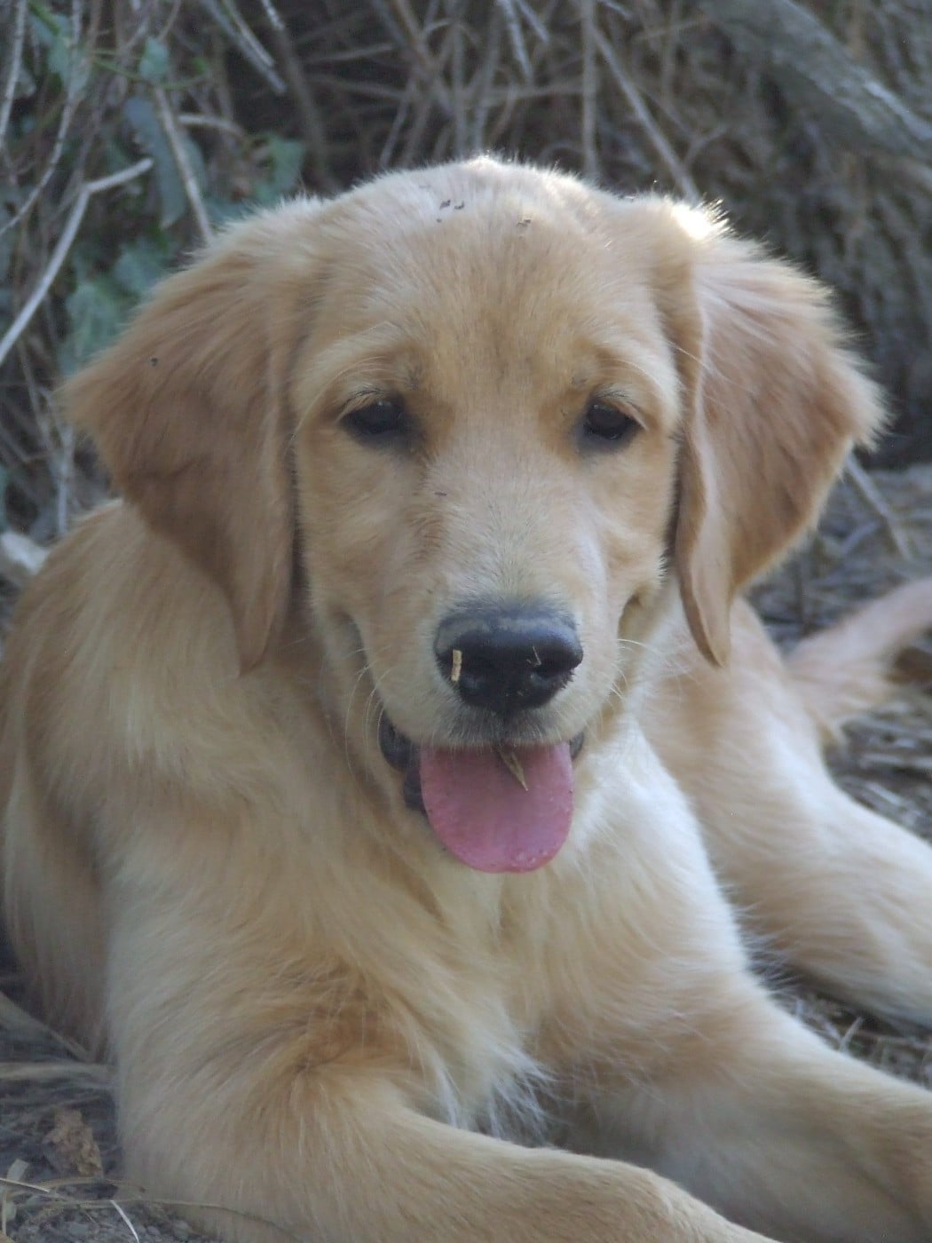 Siena Du Bois Chenes Tauzains