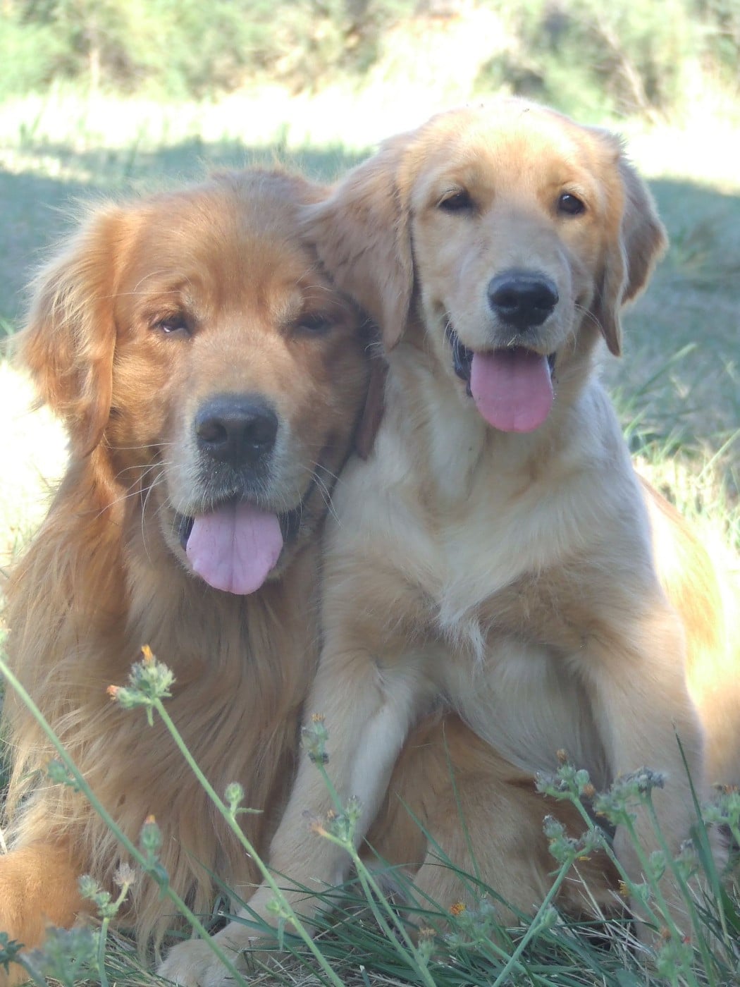 Siena Du Bois Chenes Tauzains