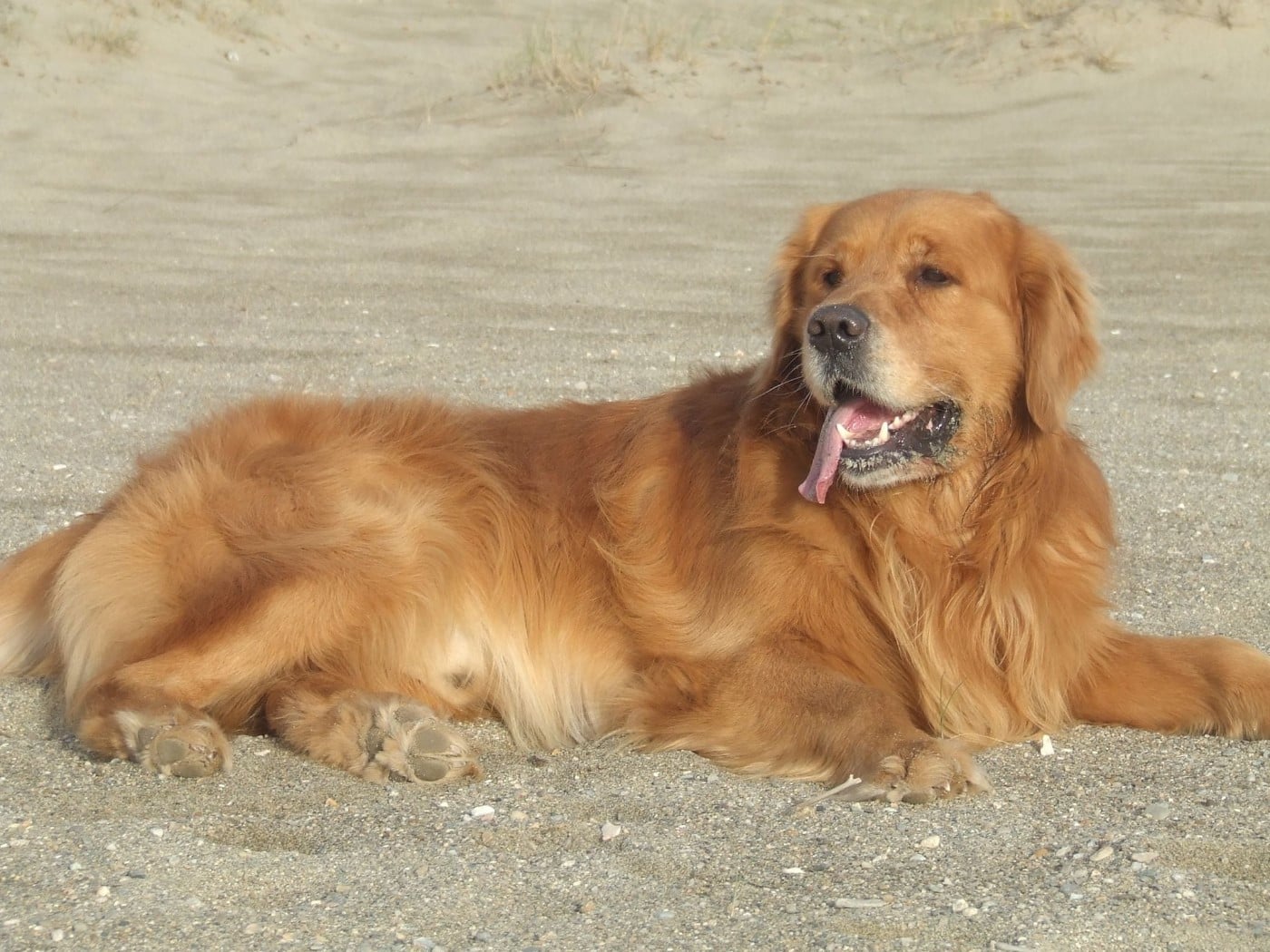 Publication : Du Bois Chenes Tauzains