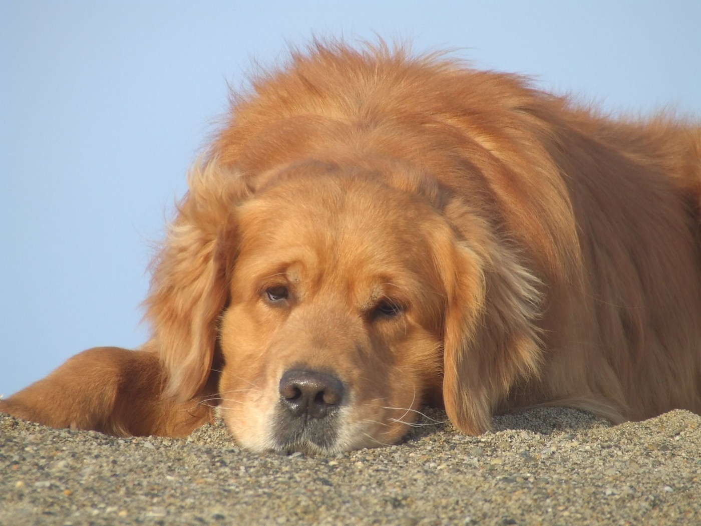 Publication : Du Bois Chenes Tauzains