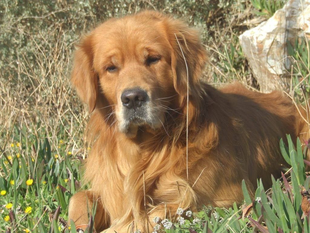 Publication : Du Bois Chenes Tauzains