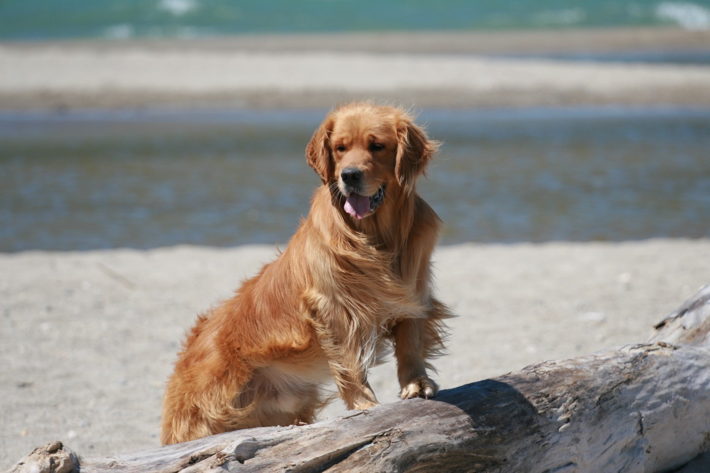 Publication : Du Bois Chenes Tauzains