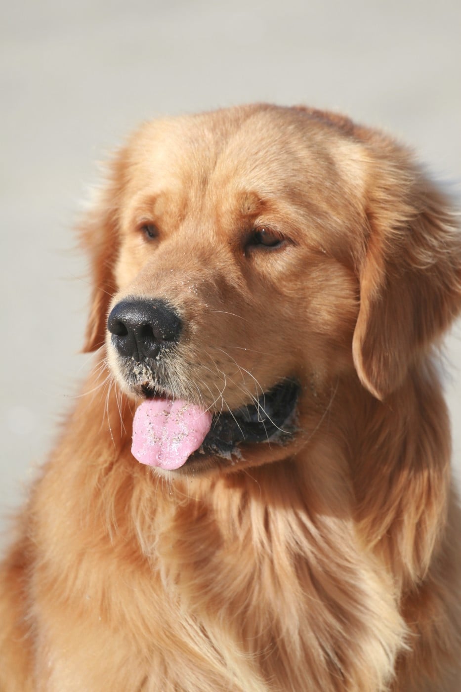 Publication : Du Bois Chenes Tauzains