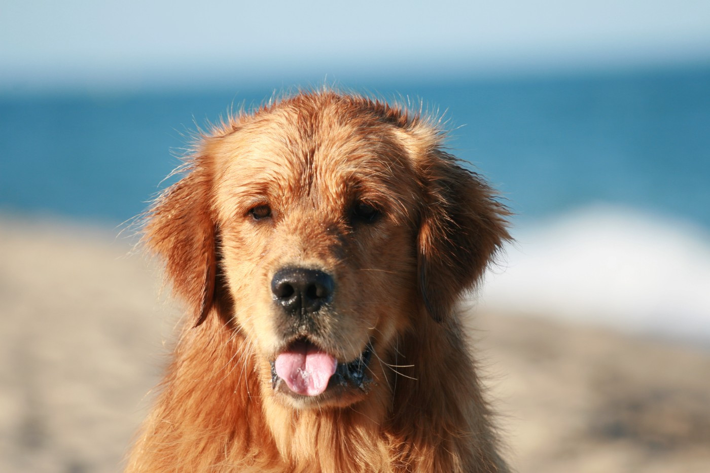 Publication : Du Bois Chenes Tauzains