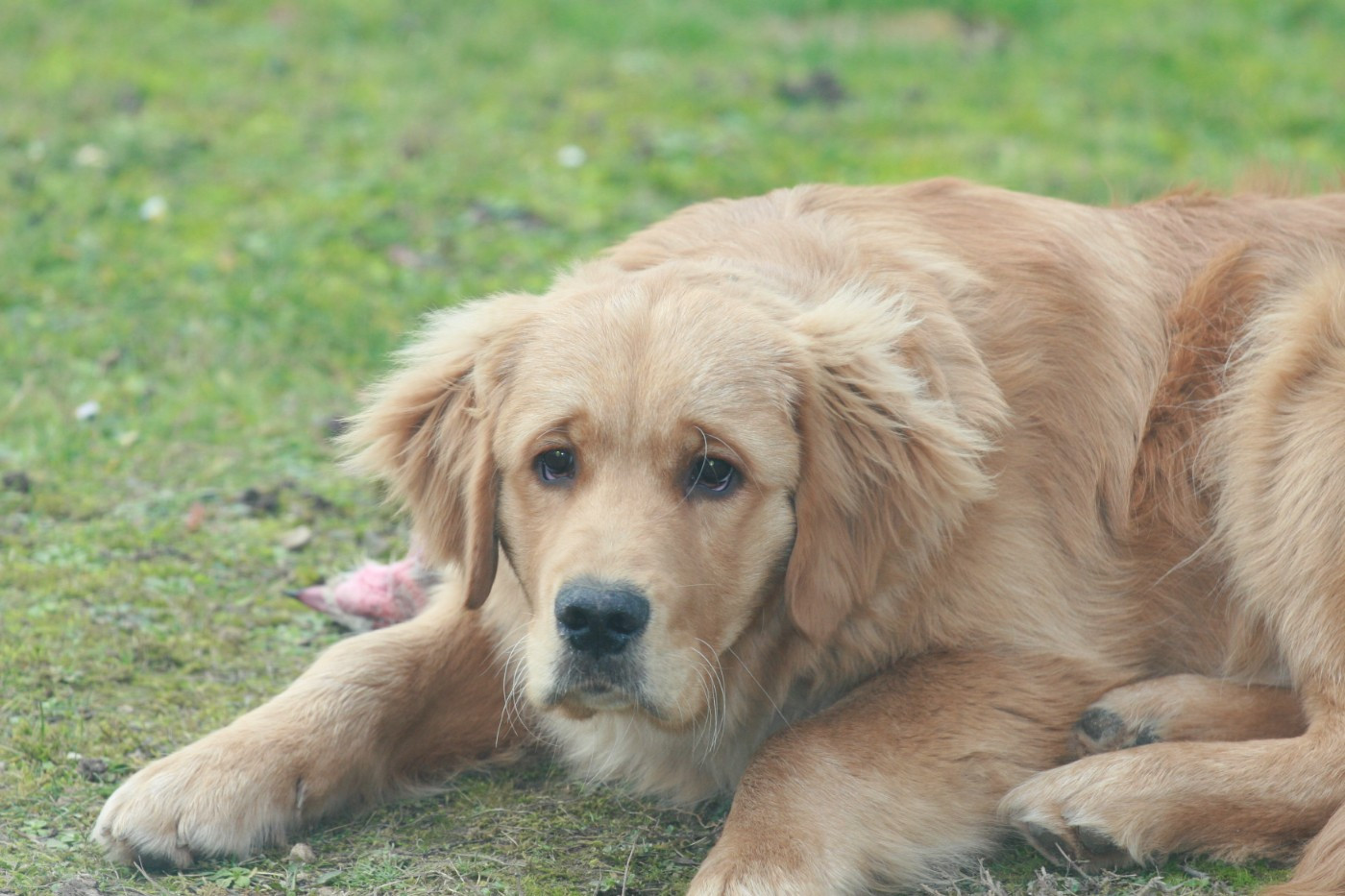 Publication : Du Bois Chenes Tauzains