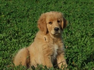 Publication : Du Bois Chenes Tauzains