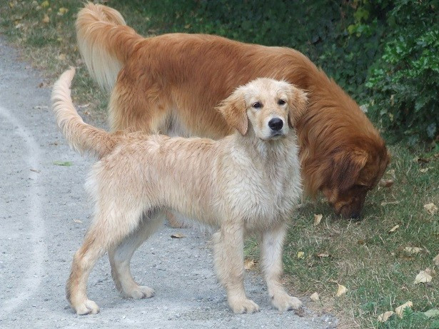 Publication : Du Bois Chenes Tauzains