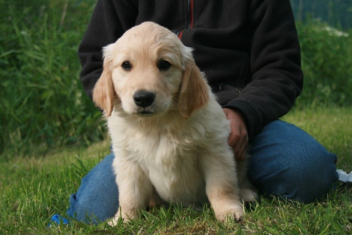 Publication : Du Bois Chenes Tauzains