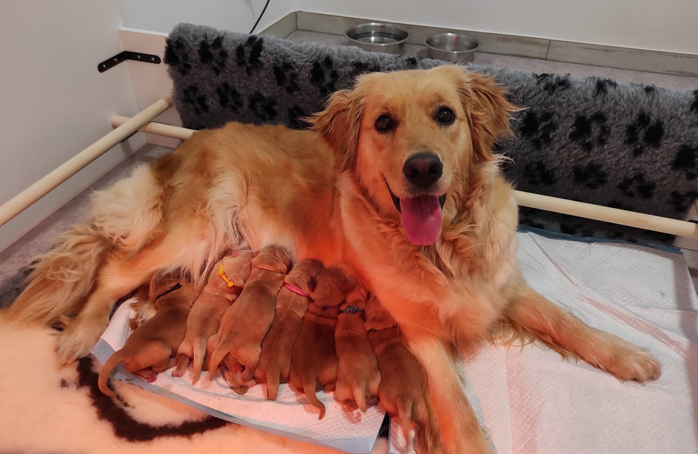 Siena Du Bois Chenes Tauzains