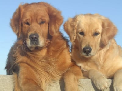 Du Bois Chenes Tauzains