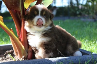 Des P'tites Perles D'Alie