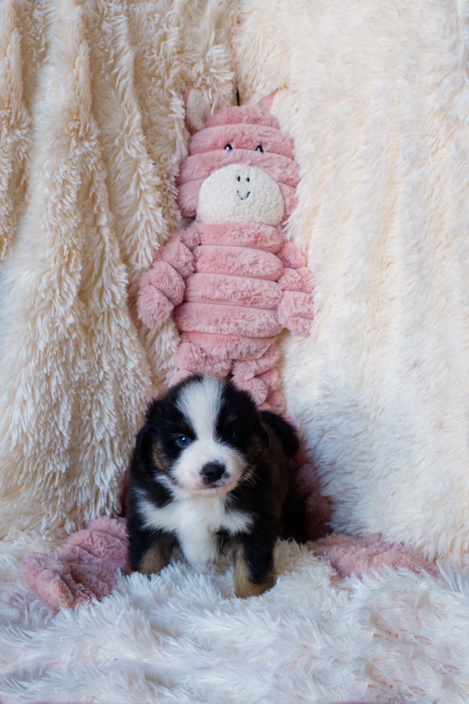 Berger Américain Miniature  - Des P'tites Perles D'Alie