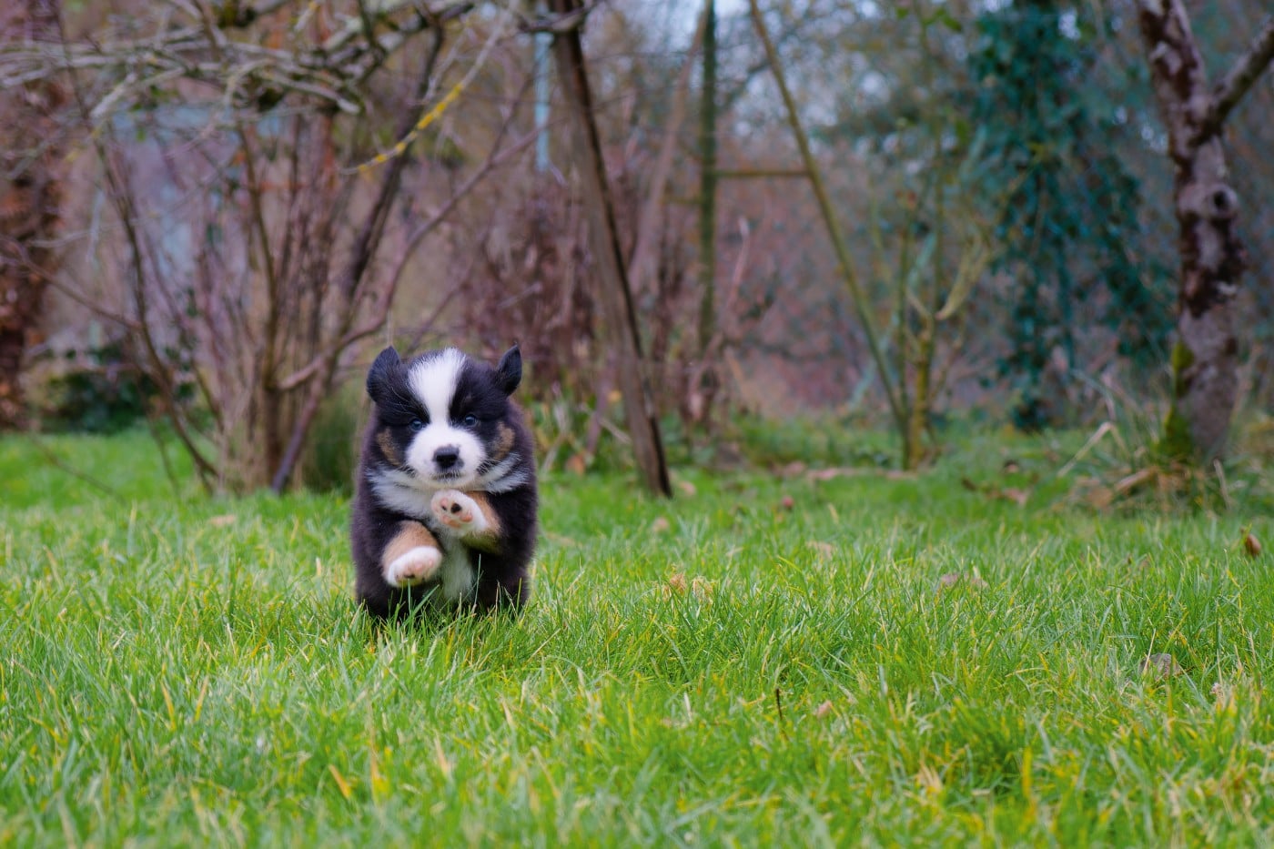 Berger Américain Miniature  - Des P'tites Perles D'Alie