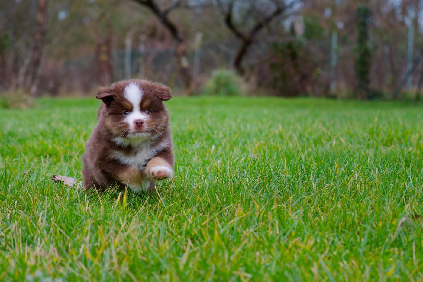 Berger Américain Miniature  - Des P'tites Perles D'Alie