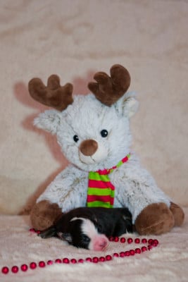 Les chiots de Berger Américain Miniature 