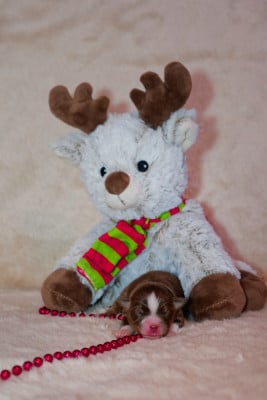 Les chiots de Berger Américain Miniature 