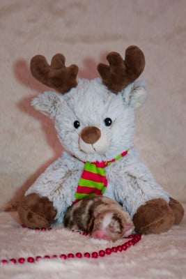 Les chiots de Berger Américain Miniature 