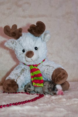 Les chiots de Berger Américain Miniature 