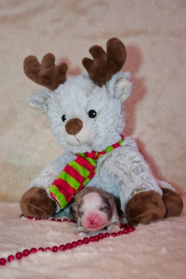 Les chiots de Berger Américain Miniature 