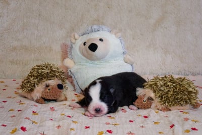 Les chiots de Berger Américain Miniature 