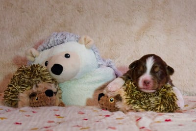 Les chiots de Berger Américain Miniature 