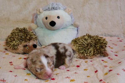 Les chiots de Berger Américain Miniature 