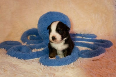 Les chiots de Berger Américain Miniature