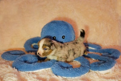 Les chiots de Berger Américain Miniature