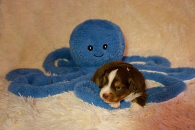 Les chiots de Berger Américain Miniature