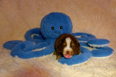 Les chiots de Berger Américain Miniature